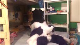 blowjob yiff furry big dick cosplay fursuit